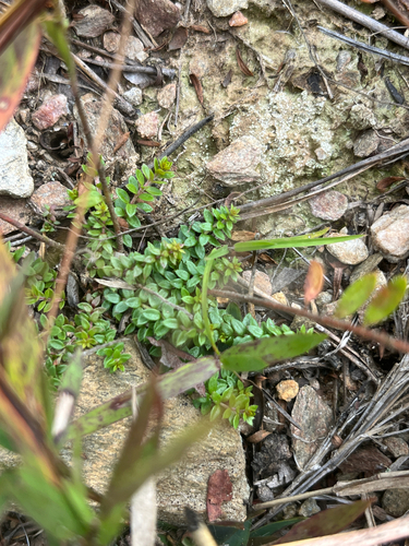 Illinois Pinweed (Lechea racemulosa)