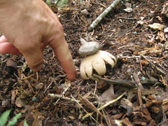 Myriostoma