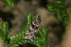 Scoparia aequipennalis