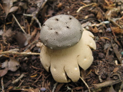 Myriostoma