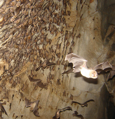 Mormoops megalophylla