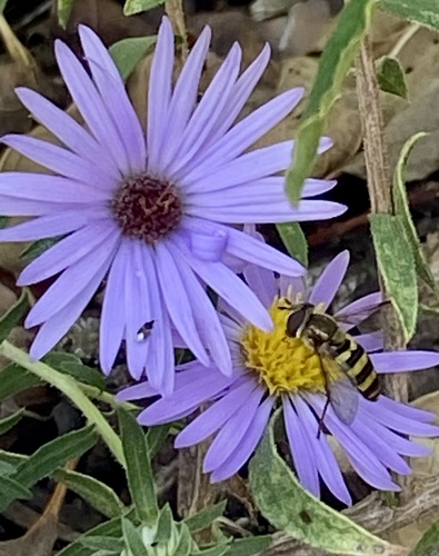Unknown species found near Ellis Park, Cedar Rapids, IA, US