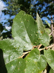 Aceria guazumae