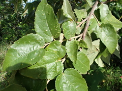 Aceria guazumae