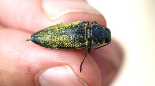 Gyascutus caelatus
