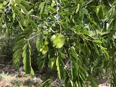 Gonopterodendron arboreum