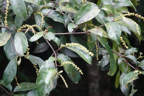 Mallotus polyadenos observed 2025-10-13