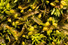 Odontoschisma sphagni