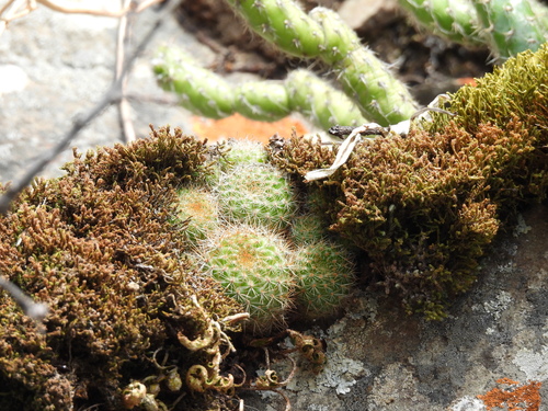 Flame crown (Aylostera fiebrigii)
