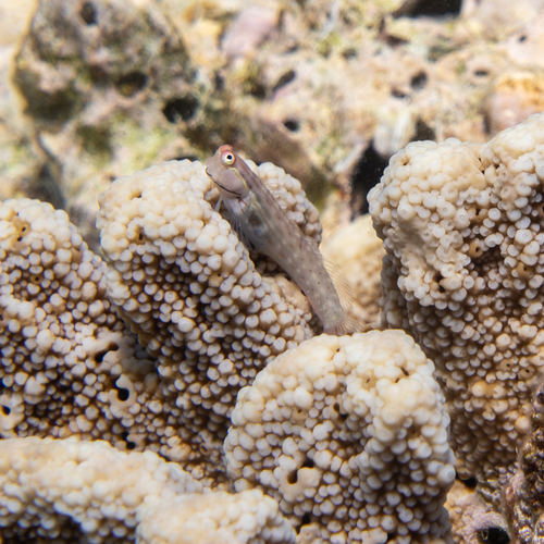 Great Barrier Reef blenny (Ecsenius stictus) — Blenniidae — 5