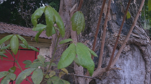 Vitex gigantea, photograph 6