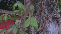 Vitex gigantea, photograph (c) Raúl A. Ruiz M., some rights reserved (CC BY)