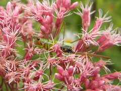 Conocephalus nigropleurum