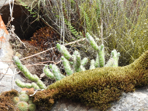 Austrocylindropuntia vestita, photograph 2