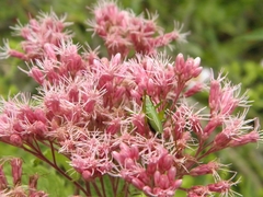 Conocephalus nigropleurum