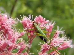Conocephalus nigropleurum