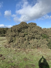 Quercus durata durata