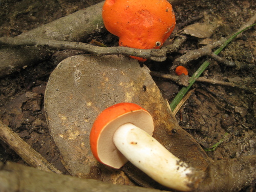 Burnt-orange Bolete