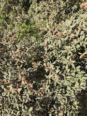 Quercus durata durata