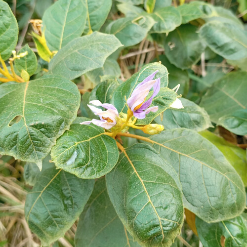 Solanum paludosum