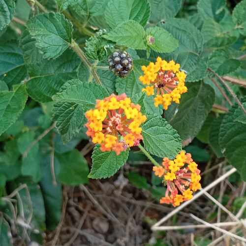 Lantana horrida