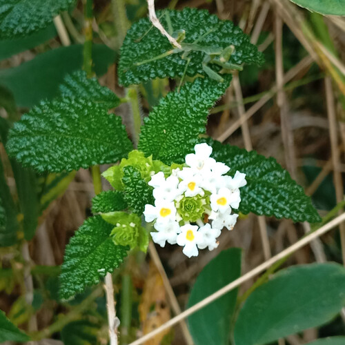 Velvet Lantana