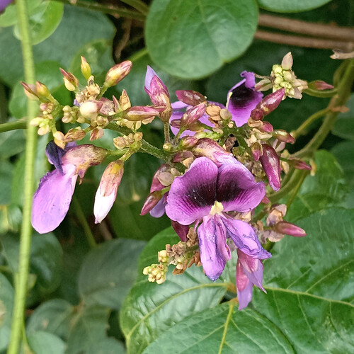 Dioclea virgata