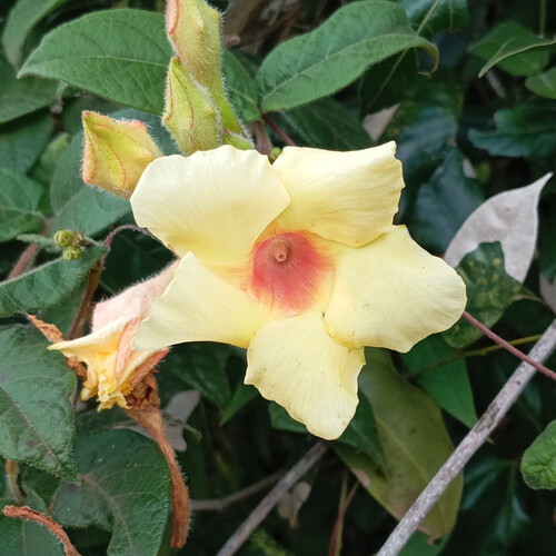 Mandevilla scabra