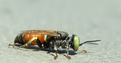 Tachytes amazonus