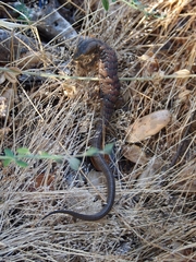 Elgaria multicarinata multicarinata