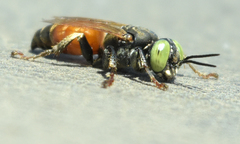 Tachytes amazonus