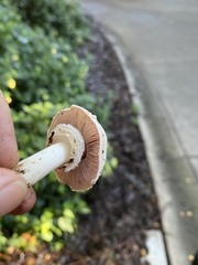 Agaricus