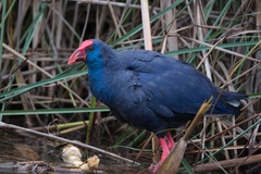 Purple Swamphen photo 4