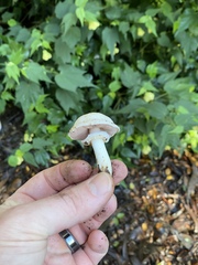 Agaricus