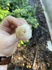 Agaricus