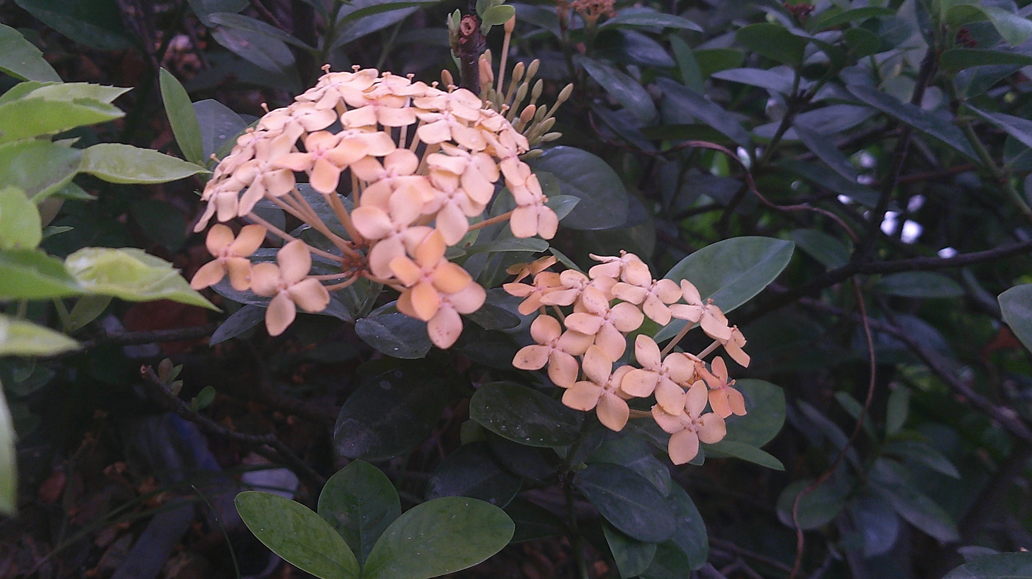 Chinese Ixora (Ixora chinensis)