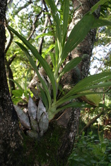 Catasetinae