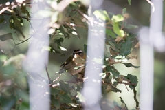 Regulus ignicapilla balearicus