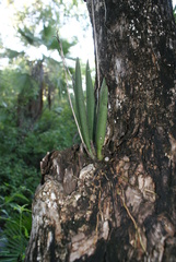 Trichocentrum brachyphyllum