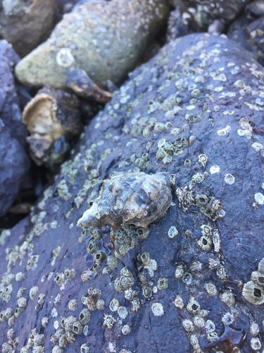 Mexacanthina angelica observed 2019-12-14