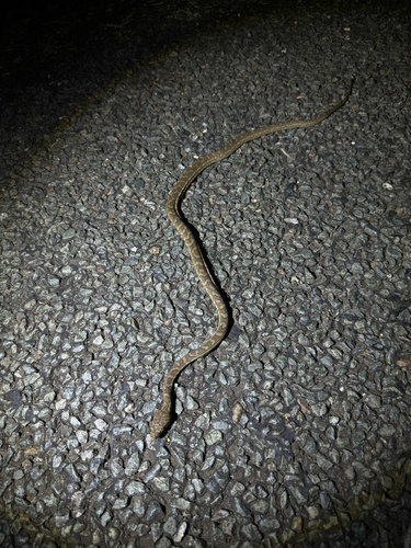 Coastal Carpet Python sighting