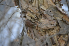 Thryothorus ludovicianus