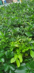 Murraya paniculata