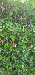 Murraya paniculata