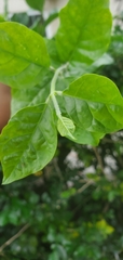 Murraya paniculata