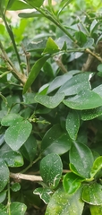 Murraya paniculata