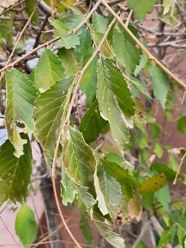 Japanese Elm (Ulmus davidiana)