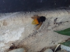 Eufriesea mexicana