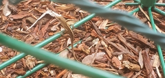 Anolis sagrei