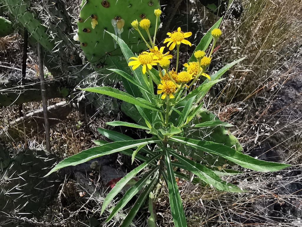 Verbesina persicifolia